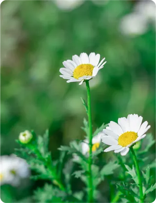 小白菊